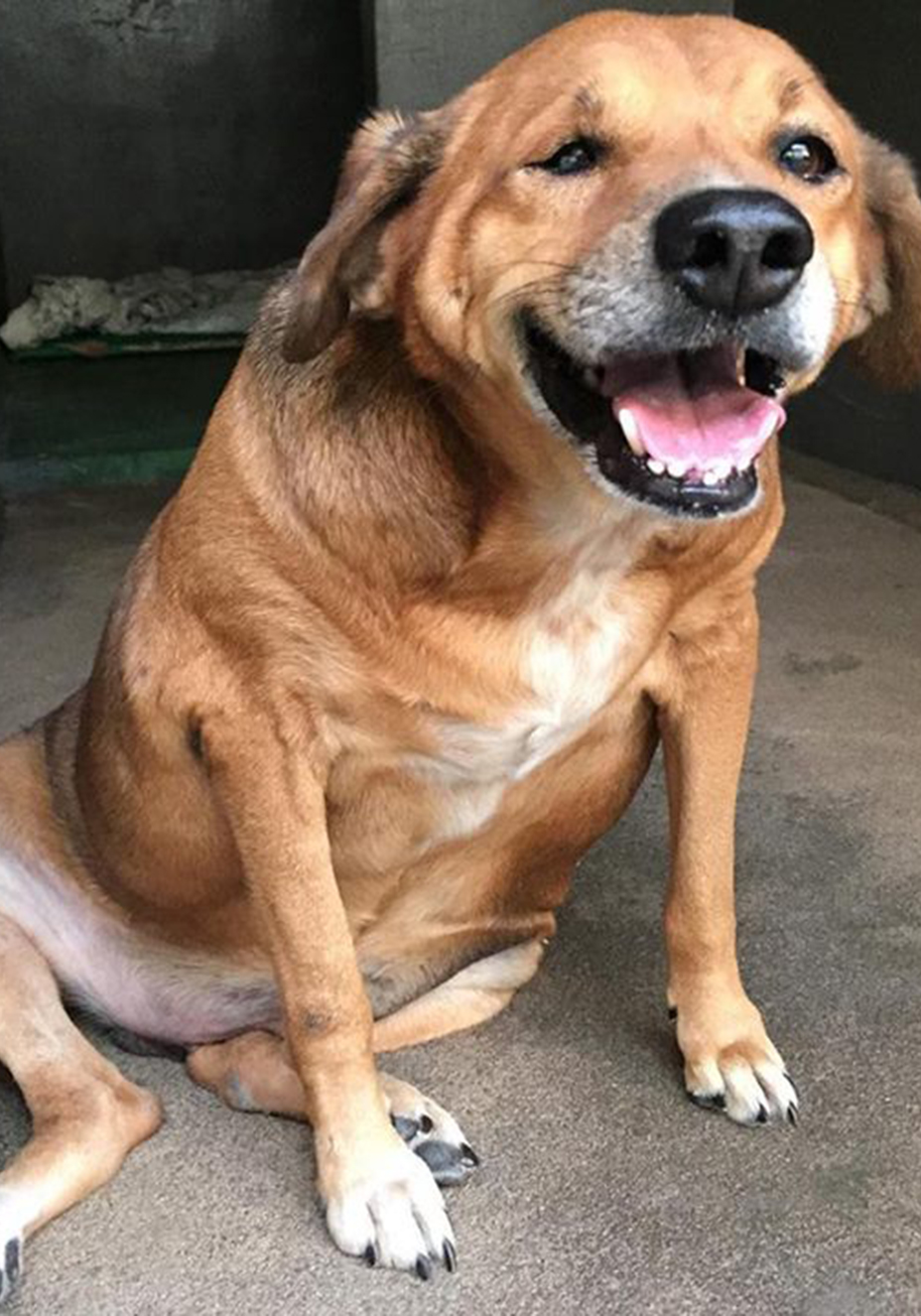 Reprodução Facebook/ PamPet O “antes e depois” do cão Bolinha