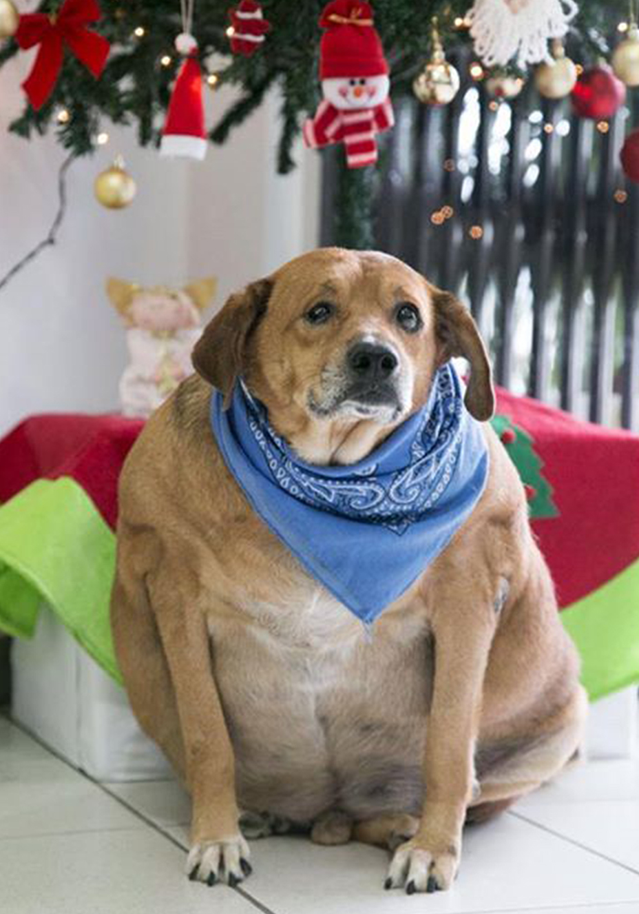 Reprodução Facebook/ PamPet O “antes e depois” do cão Bolinha