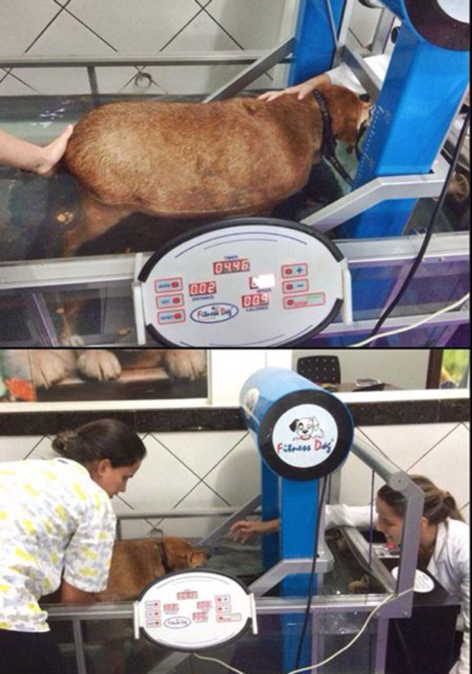 Reprodução Facebook/ PamPet O “antes e depois” do cão Bolinha