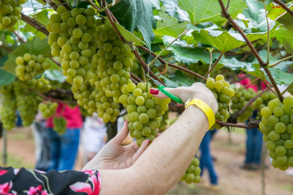 A experiência transformadora de participar da colheita de uva