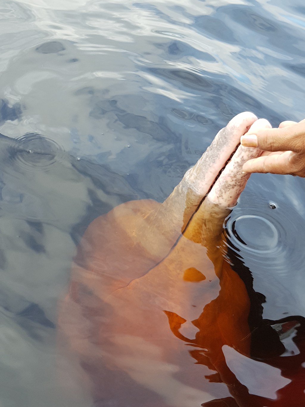 Boto rosa Amazonas coluna #Escapes com Cacá Filippini #Escapes: como foi a experiência de passar 3 dias no “pulmão do mundo”