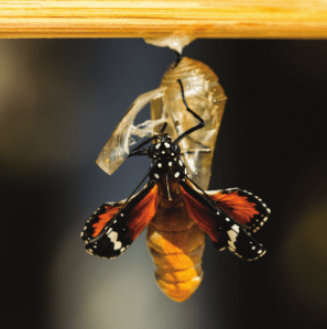 METAMORFOSE Hormônios defInem as fases de uma borboleta
