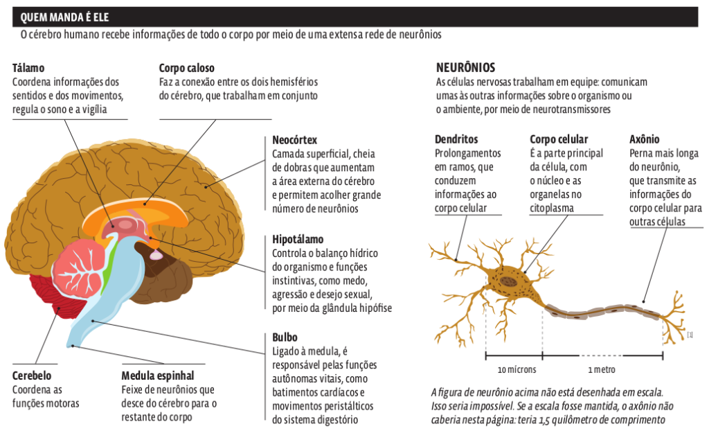 cerebro