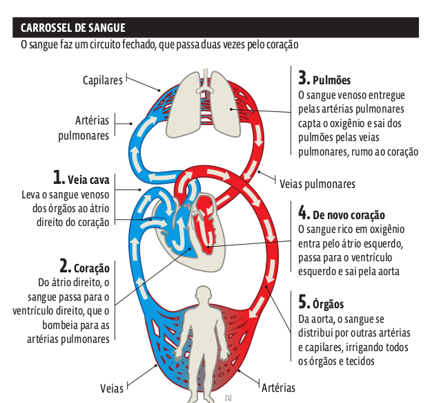 circulatorio
