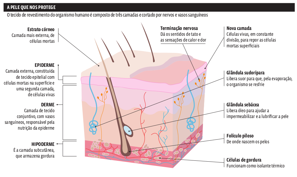 estrutura_pele