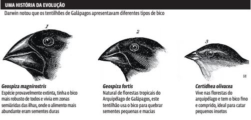 Uma teoria da evolução das galinhas