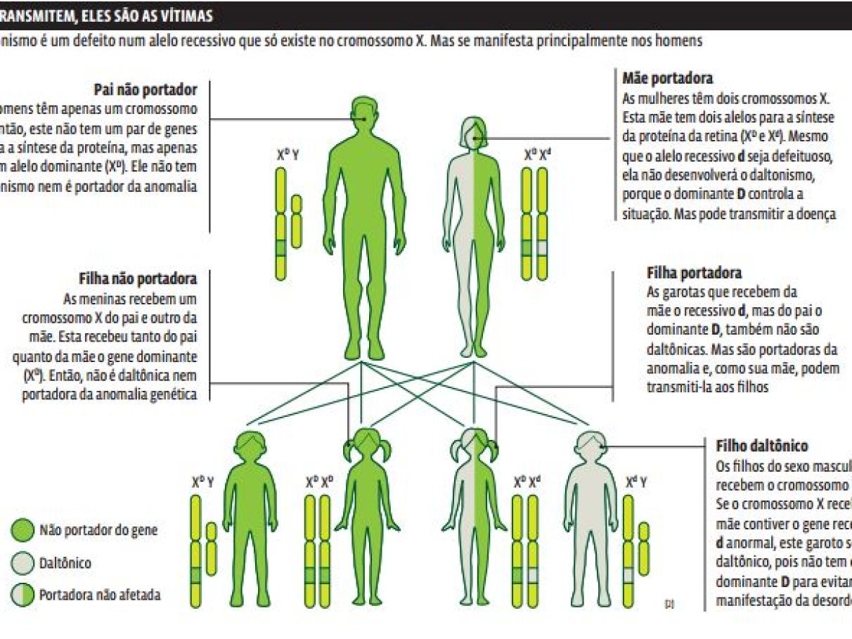 Genética: Herança ligada ao sexo | Curso Enem Play | Guia do Estudante