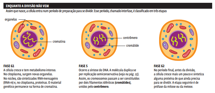 Interfase: saiba o que é, etapas, características