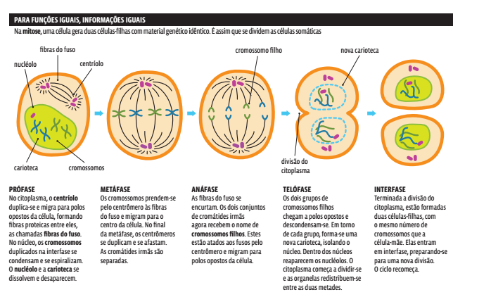 DIVISÃO CELULAR: MITOSE 