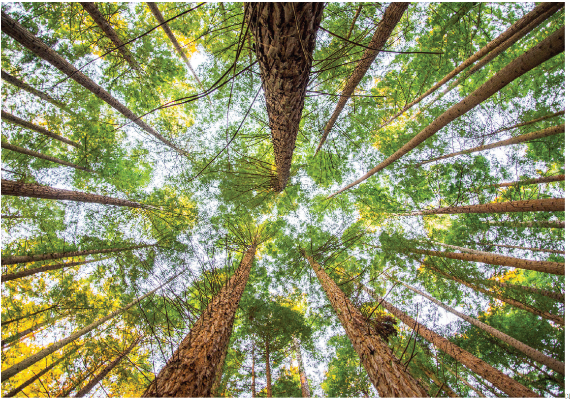 Biologia vegetal: Relações hídricas