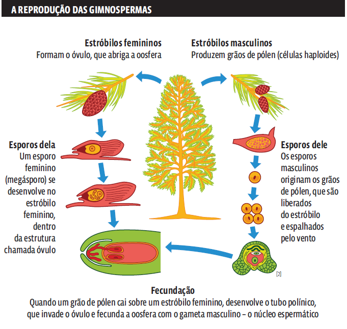 Angiosperma: reprodução sexuada