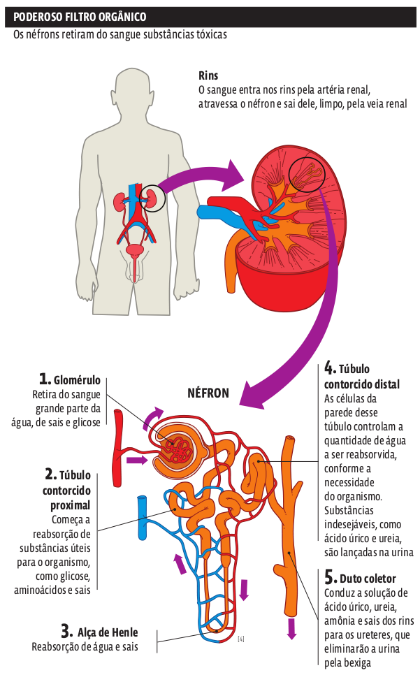 sistema_excretor