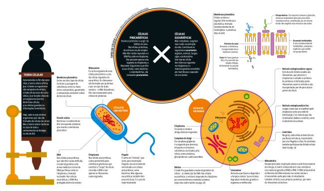 Citologia: Células procarióticas e eucarióticas