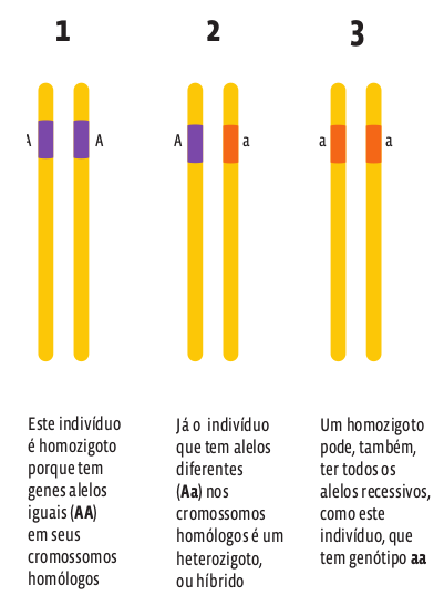 cromossomo
