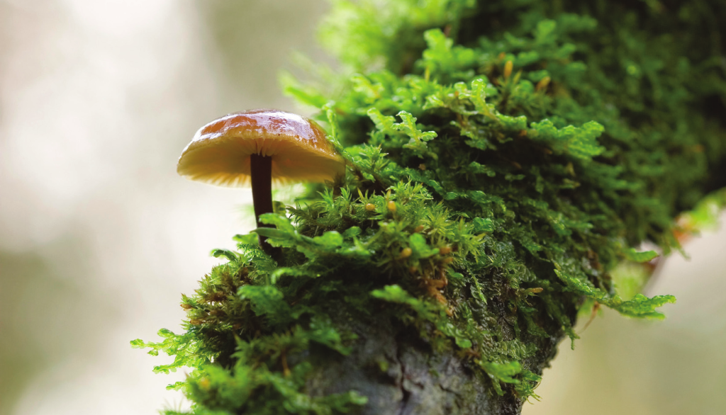 PARENTE PRÓXIMO Os fungos, como este cogumelo, guardam mais semelhanças com os animais do que com os vegetais