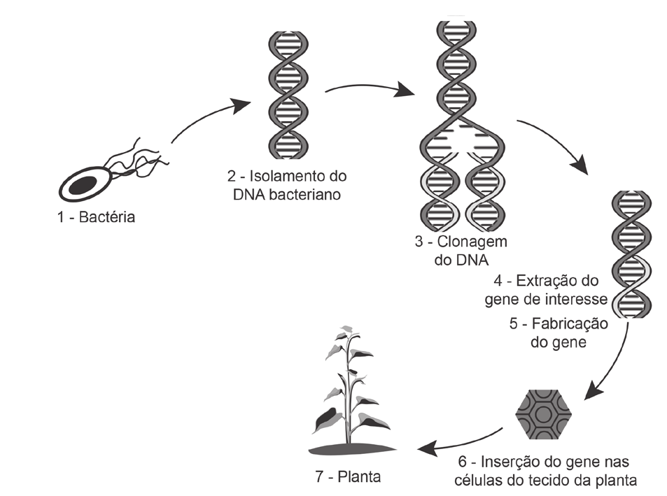 Biologia: Simulado (Perguntas)