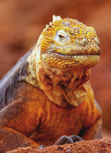 ISOLADOS E ÚNICOS o isolamento geográfico levou ao aparecimento de espécies exclusivas nas ilhas do arquipélago de Galápagos, como esta iguana terrestre.
