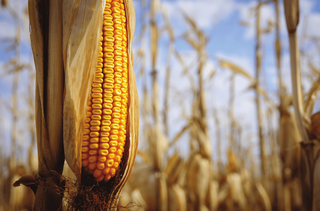 DO LABORATÓRIO PARA O CAMPO O milho é o segundo produto agrícola mais cultivado por transgenia em todo o mundo. Perde apenas para a soja