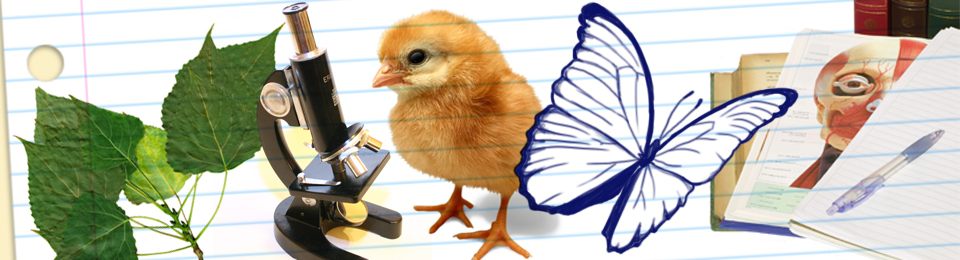 Como &eacute; o curso de Ci&ecirc;ncias Biol&oacute;gicas?