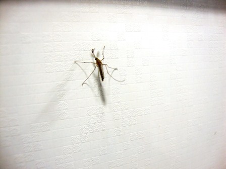 FSP oferece bolsa de p&oacute;s-doutorado em Epidemiologia