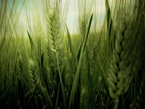 Os 7 melhores cursos de Engenharia Agrícola do Brasil
