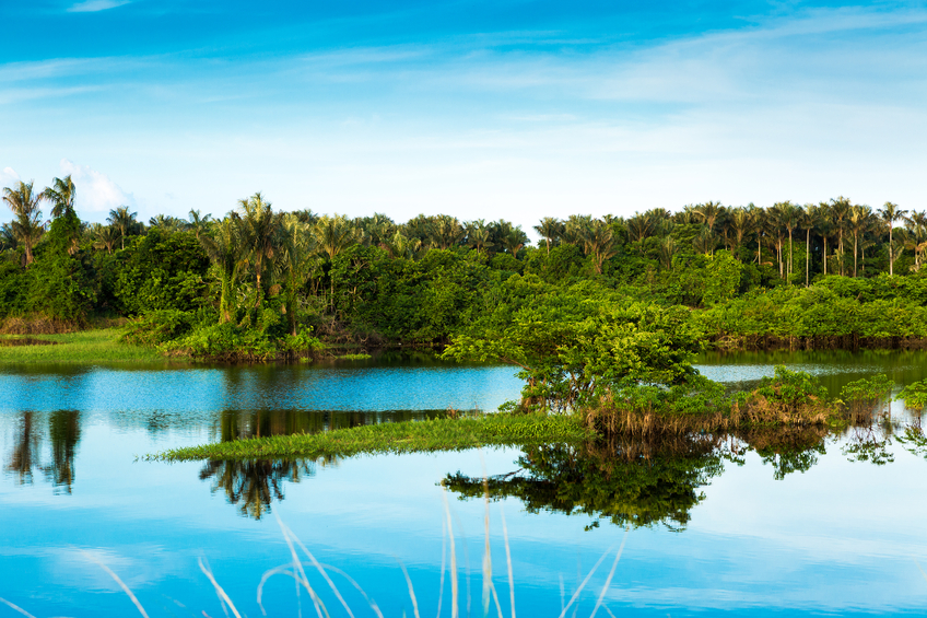 Análise de redação: A importância de proteger a Floresta Amazônica