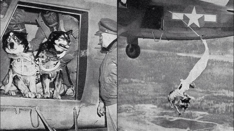 Cães paraquedistas de resgate sendo treinados pelo exército norte-americano em 1944 (foto: tumblr/peerintothepast)