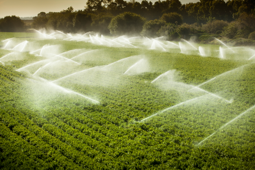 A green row celery field is watered and sprayed by irrigation equipment in the Salinas Valley, California USA