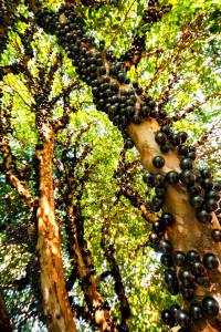 Photo of brazilian grape tree. This is a traditional fruit of Brazil