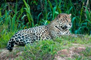 Jaguar in Pantanal region, Brazil