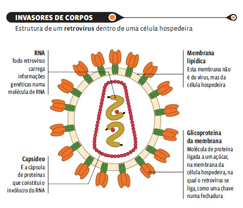 Os EUA aprovaram um medicamento que previne contra o vírus da AIDS. Veja como ele funciona e relembre conceitos de biologia