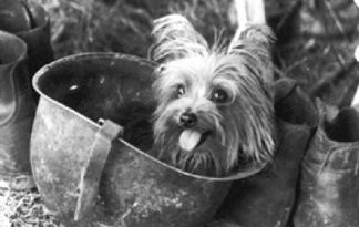 Cãobatentes de guerra