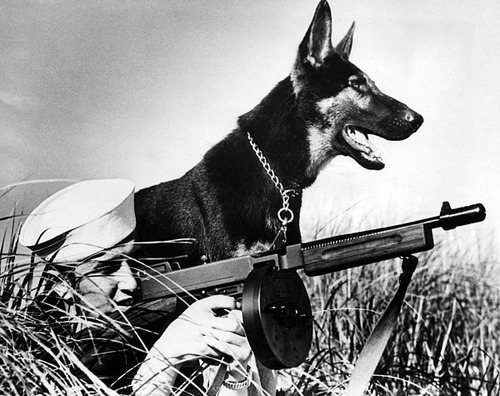 Cãobatentes de guerra