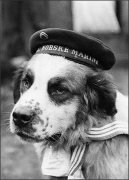 Cãobatentes de guerra