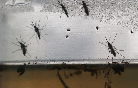 Mosqutos Aedes Aegypti se reproduzem em água parada (imagem: Mario Tama/Getty Images) 