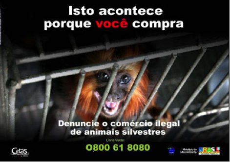 Nova proposta de redação: Comércio ilegal de animais silvestres