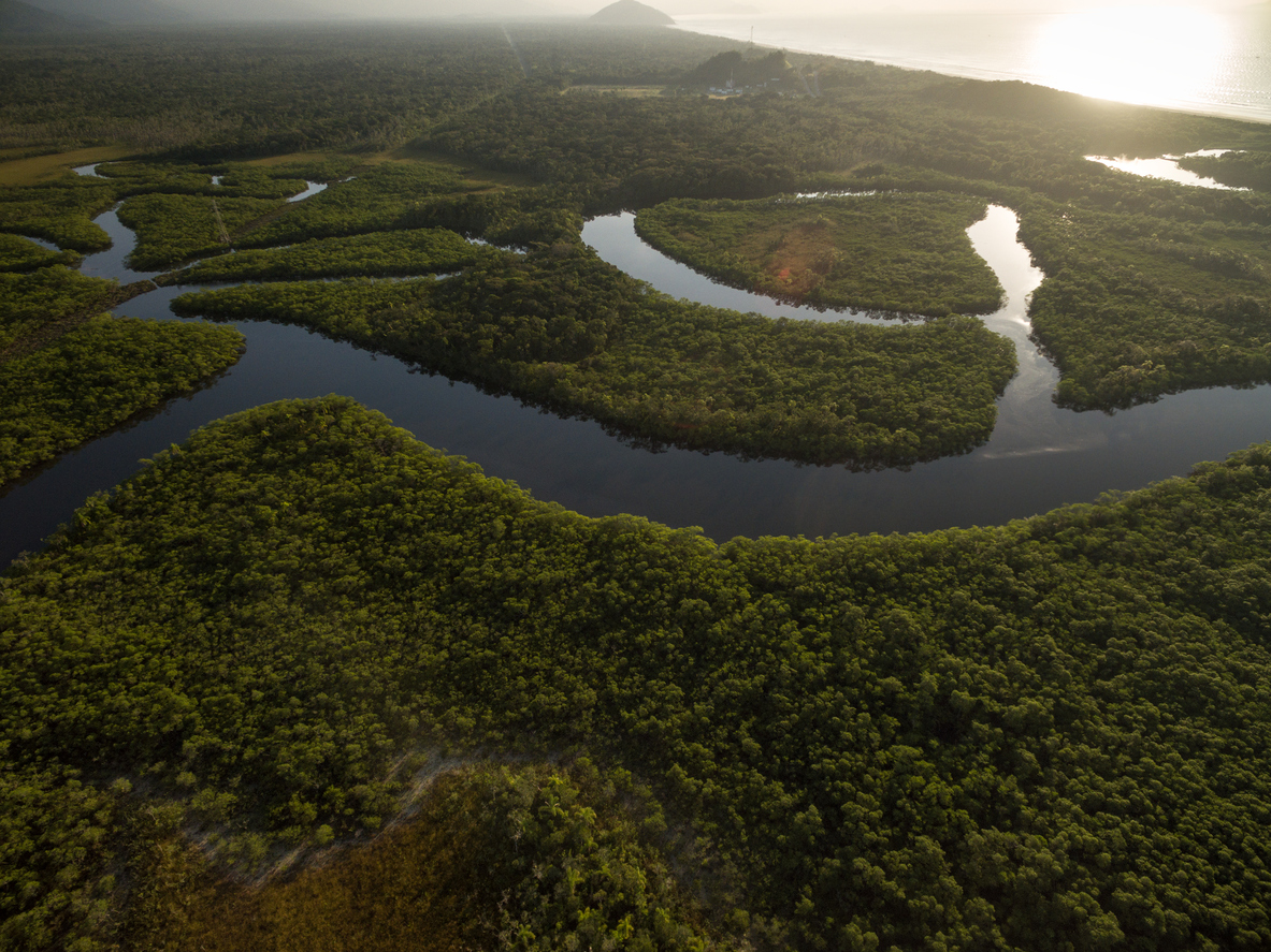 Vegetação do Brasil: tipos e características - PrePara ENEM