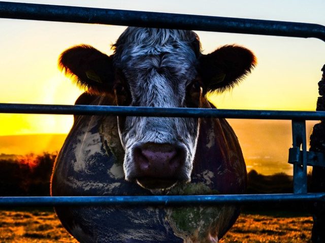 cowspiracy_cow-640×480 6 documentários que farão você repensar a comida que coloca no prato