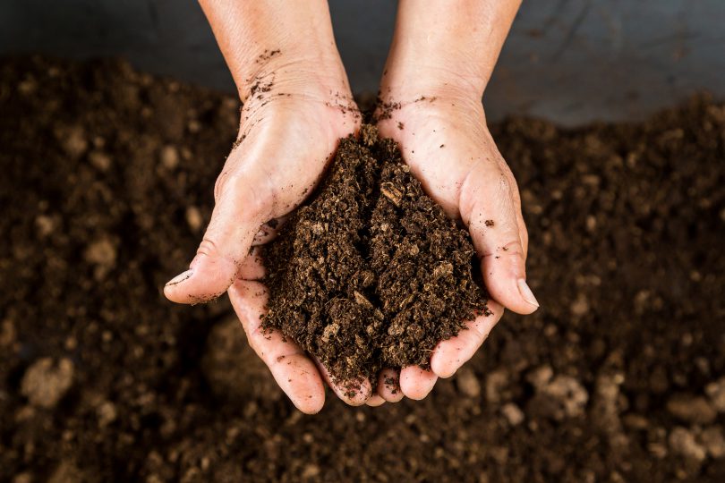 bigstock-Close-Up-Hand-Holding-Soil-Pea-99535259-810×540