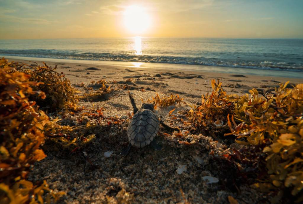 Baby-Turtle-Sargassum-1-1200×811